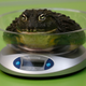 A giant African bull frog sits on a scale during the 2013 weigh-in. The result: 400 grams. (AP/Sang Tan)